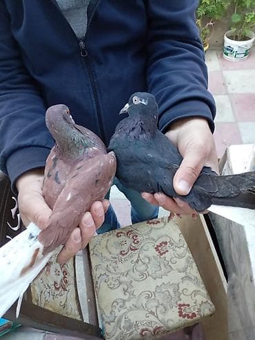 Cüt bəzək göyərçini - Rənglər: biri qara (boz-yaşıl parıltılı boyun)