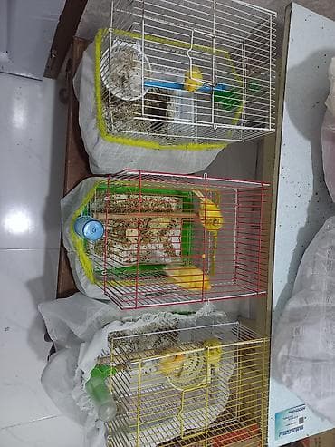 ev pişiyleri: Bayram endirimi cütler qefez qarışıq 130m Təsvir: - Parlaq sarı və — 2