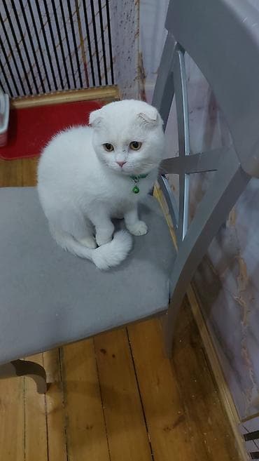 Heyvanlar üçün mallar: Şotland yastı qulaq, Erkək, Yaxşı əllərə, Ödənişli çatdırılma — 2