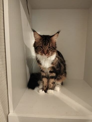 meyn kun: Meyn-kun, Erkək, Dişi, Yaxşı əllərə — 9