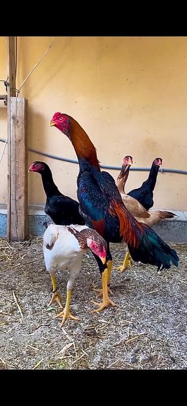 brama cücə: O shamo 5 toyuq 1 xoruz — 5