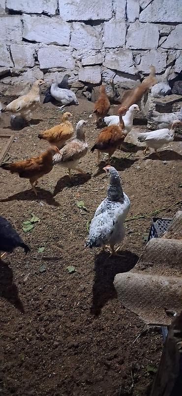 cuce gence: Məhsul: Yerli cins qarışıq cücələr TAM SAĞLAMDIR SAY 40 ƏDƏDDİ — 4
