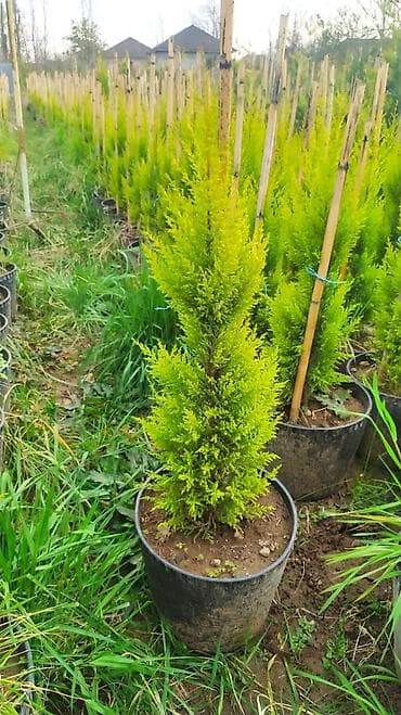 восковые свечи в баку: Limonni yolka 70 sm boylari var sifariş üçün əlaqə saxlaya bilərsiz — 3