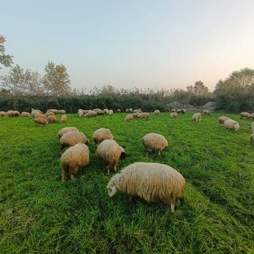 Qazlar: 23 Ədəd balalı 10 ədəd boğaz qoyun 1 ci, 2 ci qarına arasında 3 cü — 1