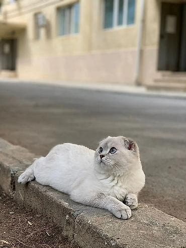 erkey dana: Şotland, Erkək, Cütləşmə üçün, Ünvandan götürmə — 4