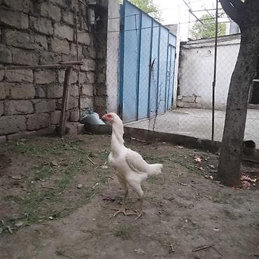 imişli yemi: Toyuq, Damazlıq — 9