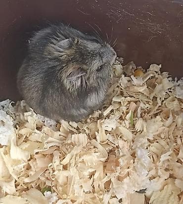 aksolotl satışı: 1 aylıq erkək cunqarik satılır. Kiçik məkanlara uyğun, sakit, baxımlı — 4