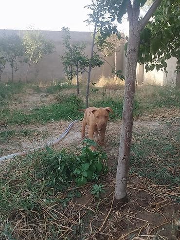 İtlər: Pitbul, 2 ay, Erkek — 5