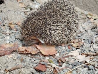 Gəmiricilər: Heyvan: Kirpi (Avropa kirpisi) Xüsusiyyətlər: - Təbii zərərvericilərə — 2