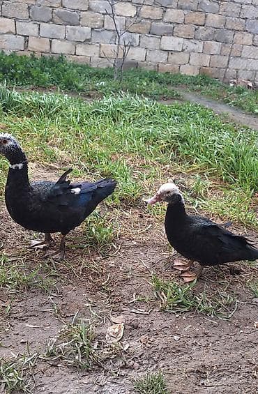 coban it adlari: 5- 6 aylıq Lal ördekler .bir fere bir xoruz çütü 65 manat — 4