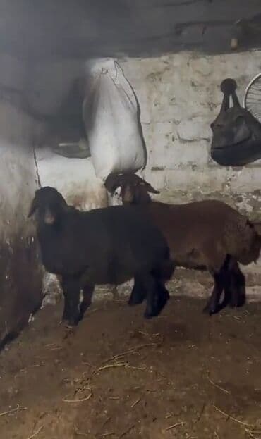 Gəmiricilər: 2 baş erkek qoyun qala cinsi 8 ayliqdilar REAL ALİCİLARA ENDİRİM — 4