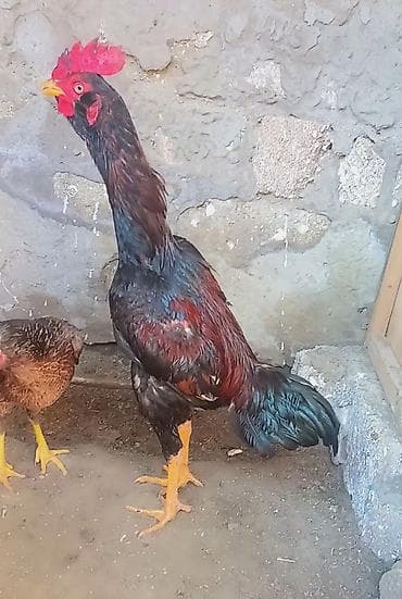 xoruz davasi: Xoruz, Heyratı, il: 1, Ödənişli çatdırılma — 2