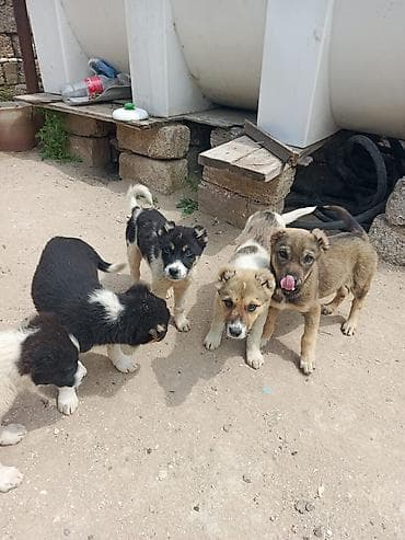 50 manata it: 2 ay, Erkek, Cütləşmə üçün, Ünvandan götürmə — 3