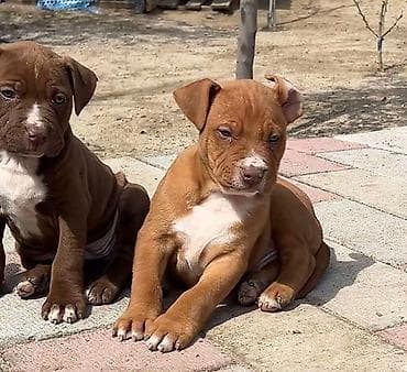 pitbul balasi: Pitbul, 2 ay, Erkek, Peyvəndli, Ünvandan götürmə — 4