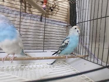 korella quş: Hazır cütdülər tam saglam aktiv — 3