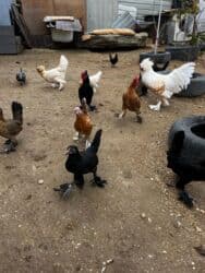 Inəklər, öküzlər: Toyuq, Yumurtalıq, Ünvandan götürmə — 7