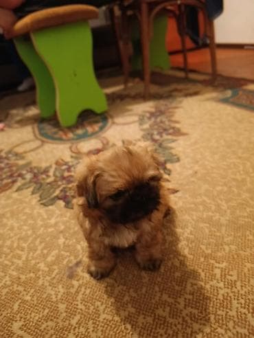 balaca boyumeyen itler: Pekines — 5