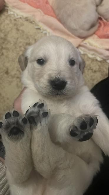 Labrador-retriver, 1 ay, Erkek, Ödənişli çatdırılma