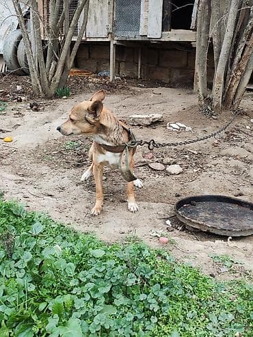 böyüməyən it: Zvanok erkəydi adamcıldı başqa it gətirdiyimə görə saxlamıram bartered — 4