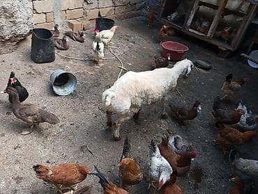 kənd heyvanları: Salam. Allah hamının malına bərəkət versin. İki dənə orta yaşlı kömkök — 8