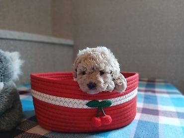 it heyvan: Pudel, 2 ay, Dişi — 5