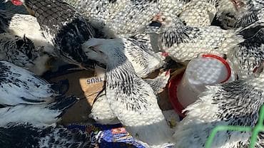 Куры: Çolpalar masazırdadı
Diri cekiisi 1kq 1kq100qr den çoxdu
Serbirstdi — 5