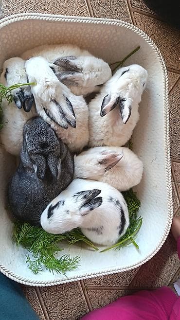 pisiy satisi: Yerli balalar. Tek ve top. Sekildekiler ve digerleri movcutdur — 1