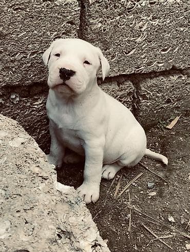 Doq, 1 ay, Erkek, Peyvəndli, Ödənişli çatdırılma, Ünvandan götürmə