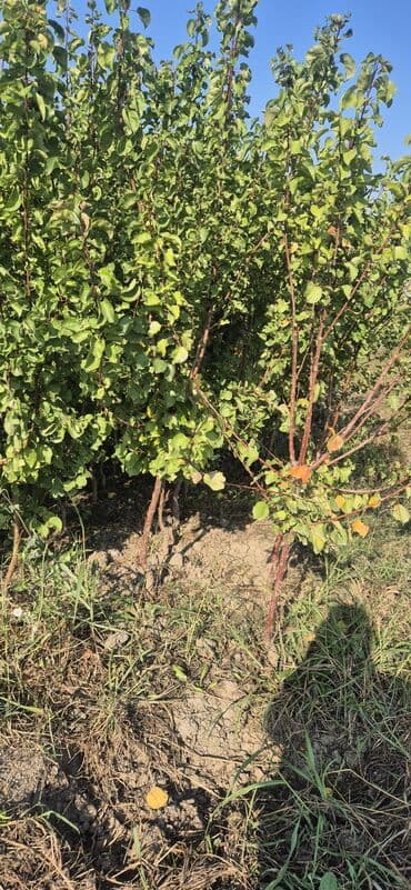 ucuz seyf qapilar: ​🌿 SAQİ TİNGÇİLİK: Bağınıza Həyat Verin! 🌿 ​Tərtər keyfiyyəti bütün — 6