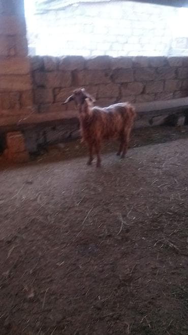 Куры: Самец, лет: 3, 20 кг, Для разведения, Платная доставка — 1