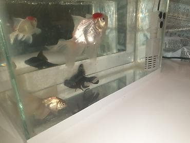 Salam Akvarium ölçüleri 35 uzunlug 15 en 25 hundurluk.akvariumun