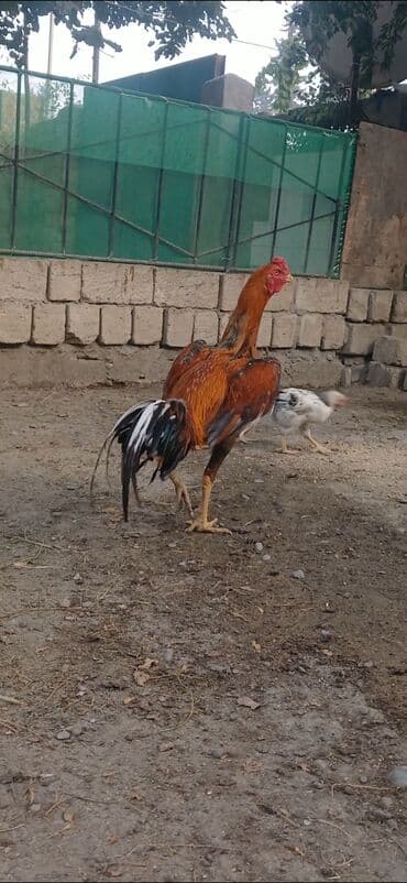 dovşan balaları: Məhsul: Uzunboyun döyüş xoruzu (ASEL tipli görünüş) Xüsusiyyətlər: - — 4