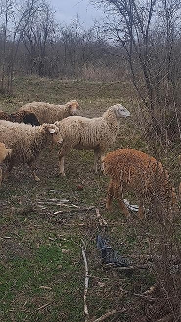 qoyun quzu satilir: Qoyun sürüsü – 6 erkey 2 disi 9 aylliqdilar — 7