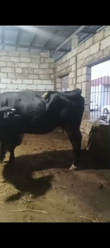 Erkək, il: 3, 900 kq, Ətlik — 6