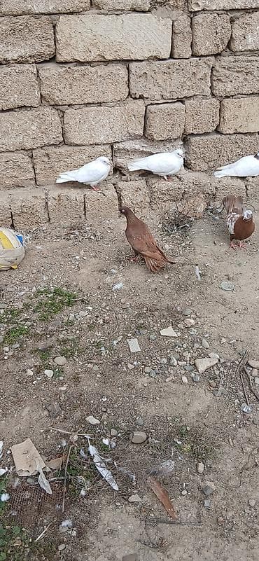 gence quşlar: Qırmızı agdımdıy agı yoxdu 17tukdu erkey mayalıgın bılmırem qıymet — 2