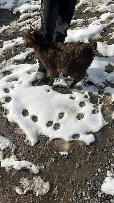2 ayliq cuceler: Qəhvəyi yunlu balaca keçi (quzu ölçülü oğlaq). - Növ: yerli dağ — 1