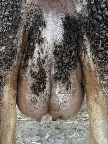 Рогатый скот: Erkək balalı inək satılır. Təmiz simmental cinsidir.Balası da — 9