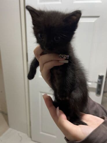 где можно купить котенка: Yaxşı əllərə — 3