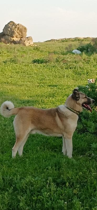 sivas kangal kanqal iti: 1 il, Erkek, Peyvəndli, Pulsuz çatdırılma — 10