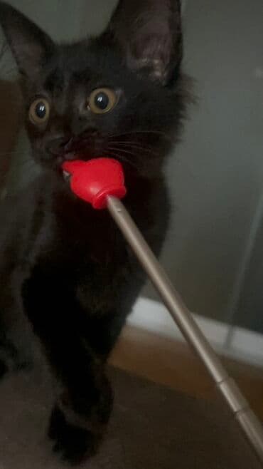 Lüğətlər: Dişi, Yaxşı əllərə — 3