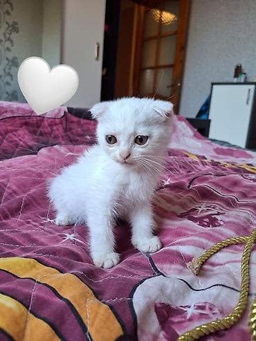 pisik sekileri: Britan — 6