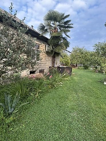 divar dekor: Satış üçün: Tək gövdəli dekorativ palma ağacı (Trachycarpus tipli) — 3