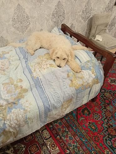 çin aslanı: Ağ rəngli, tüklü, orta ölçülü it balası. Yumşaq, dalğalı kürkü və — 3