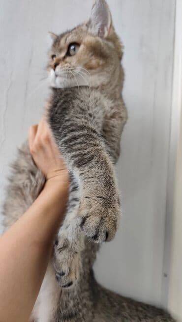 Heyvanlar üçün mallar: Qızıl şinşilla, Erkək, Yaxşı əllərə, Ödənişli çatdırılma — 7