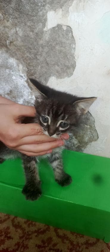 itler bala: Siam — 3