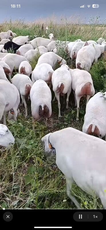 cuce satışı: Dişi, il: 1, Damazlıq, Ünvandan götürmə — 3