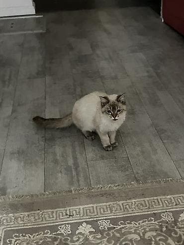 Heyvanlar üçün mallar: Мальчику 5 месяцев, Котенок. Здоровый. Давали таблетки от глистов — 2