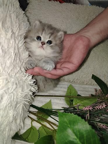 sfinks pişik: Şirin balaca pişik balaları - Cins: uzun tüklü, yumru üz quruluşlu — 3