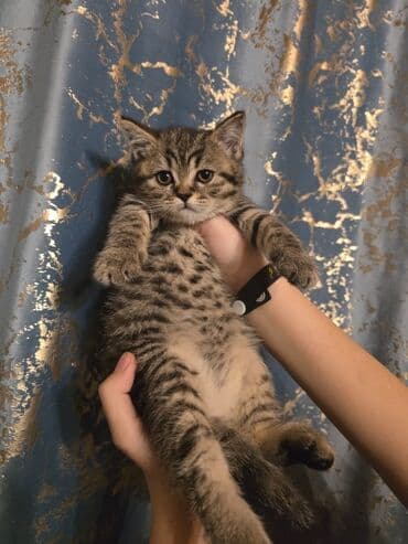 pişik: Britan — 2