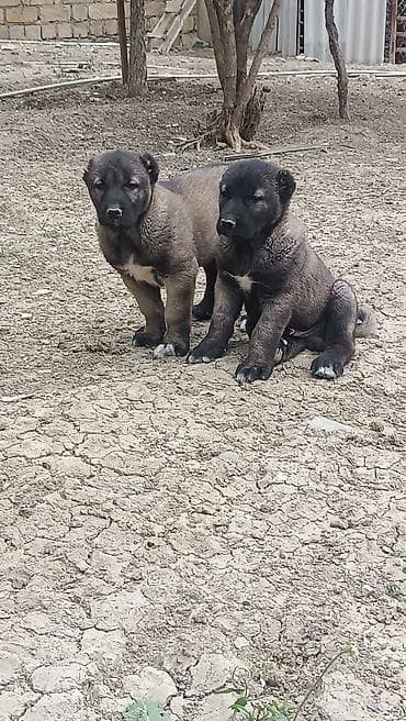 bala itler: Boz rəng tonlarında, güclü bədən quruluşlu çoban iti balaları. Qalın — 7